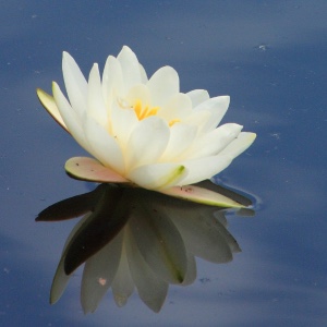 Photo of waterlily