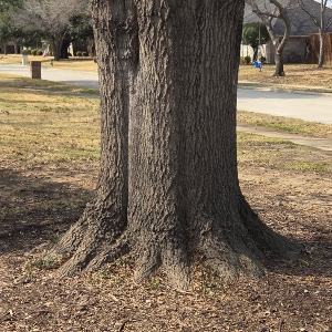 Photo of Red Oak Tree flare