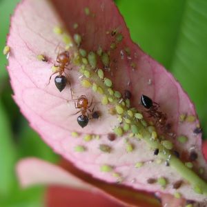 Photo of Aphids