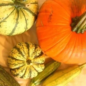 Photo of colorful squash and pumpkins.