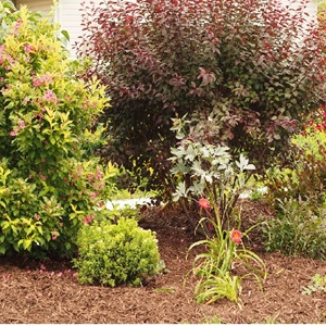 Photo of mulch in flower garden