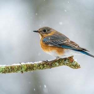 Photo of bluebird on limb