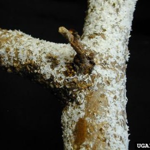 Photo of peach tree scale