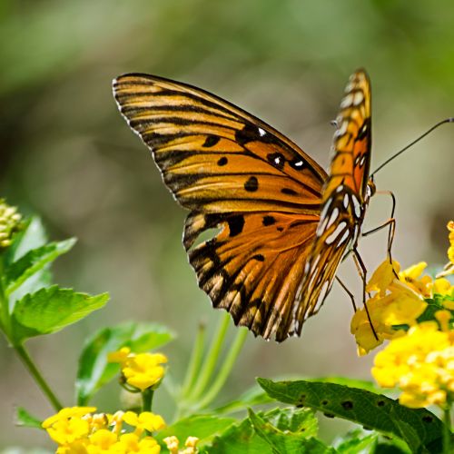 Photo of a butterfly on a lantana flower.