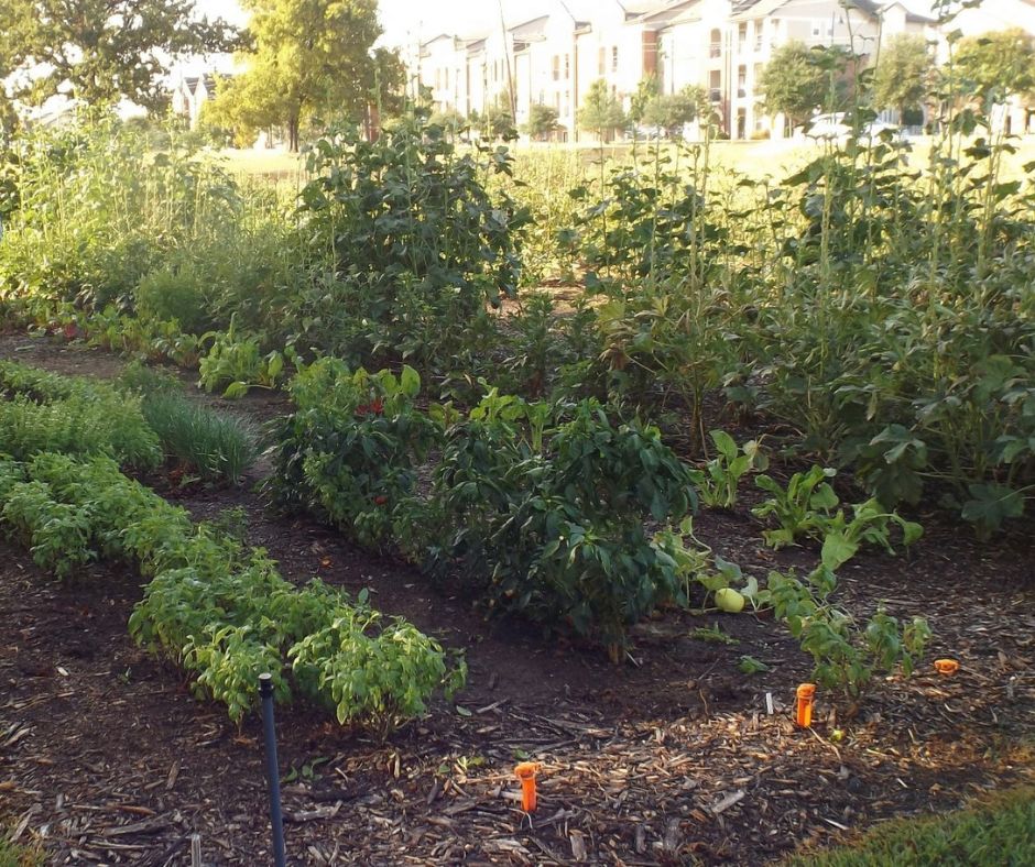 Photo of Flower Mound First Baptist Community Garden.
