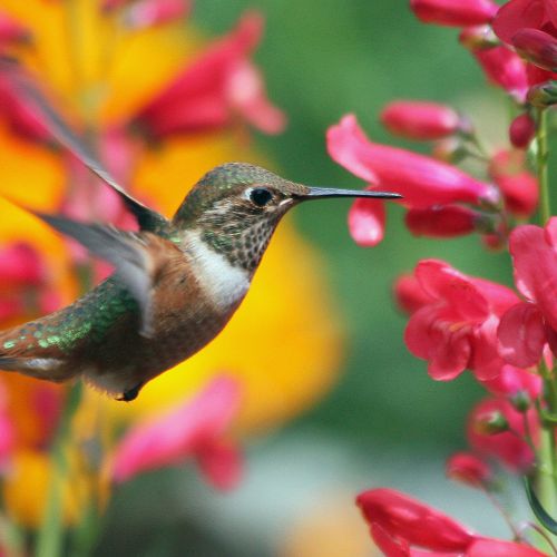 Close-up photo of a hummingbird feeding on salvia flowers.