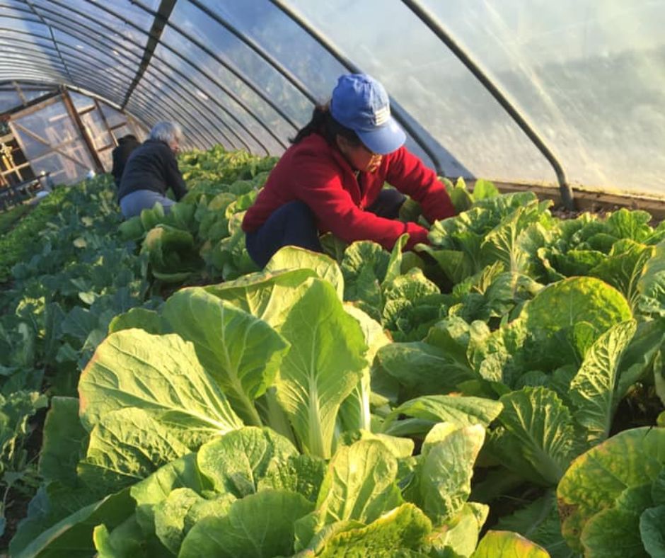 Photo of Master Gardeners tending leafy green plants in a hoop house at Shiloh Field Community Garden.