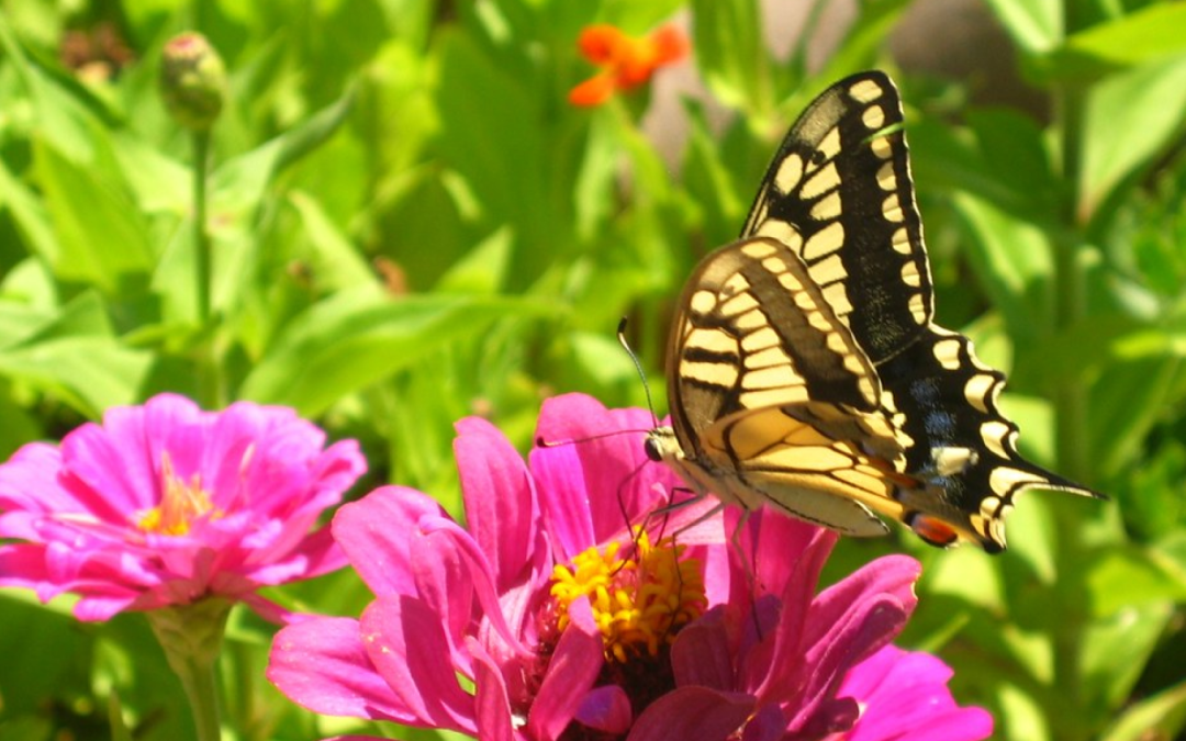 Native Companion Plants for the Vegetable Garden