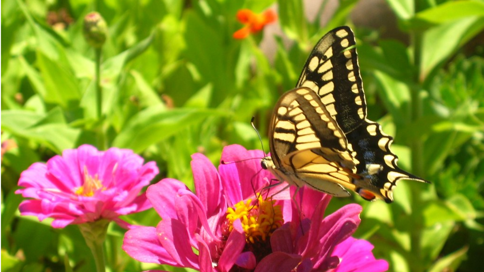 Photo of a yellow swallow tail butterfly feeding on a pink zinnia blossom.