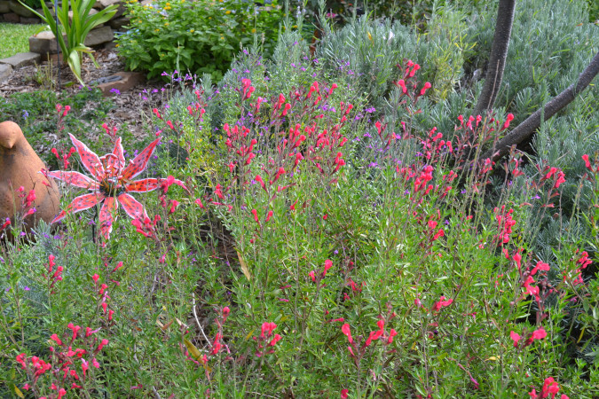 Autumn Sage - Red - Denton County Master Gardener Association