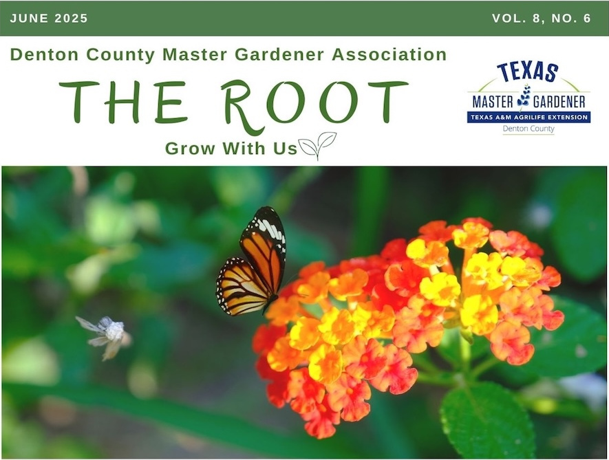 Photo of Rudbeckia hirta L. var. pulcherrima Farw. Blackeyed Susan with yellow and red petals and brown center cone. Richardson, Charmaine, courtesy of the Lady Bird Johnson Wildflower Center.