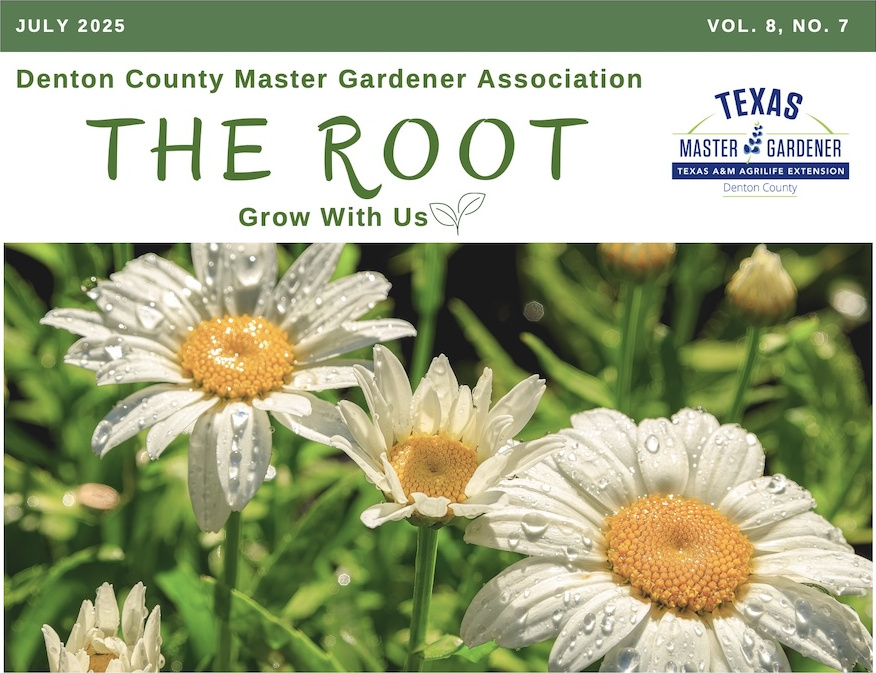 Photo of white shasta daisies.