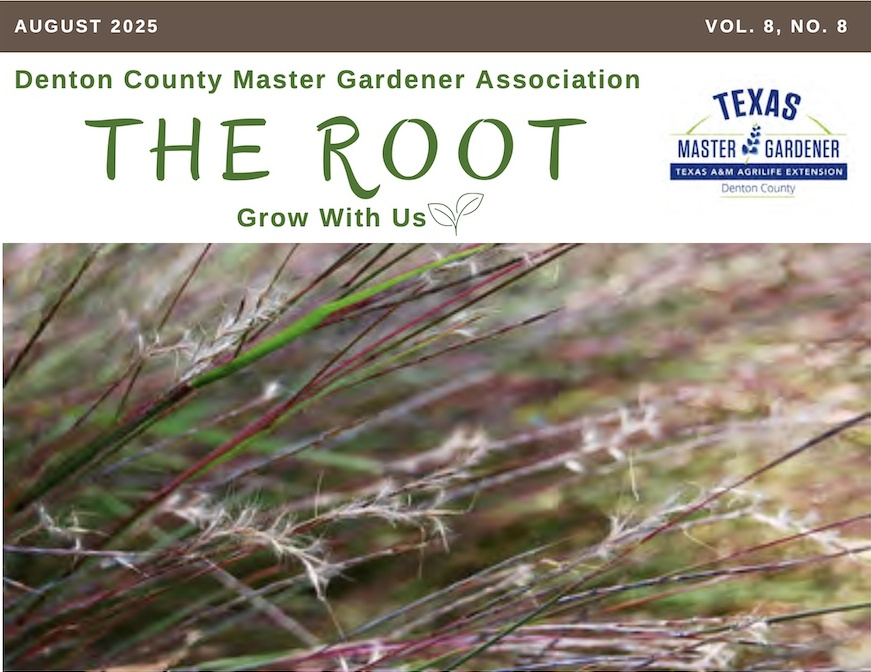 Photo of Little Bluestem Grass Seeds. Photo courtesy of Rachel James, CC BY-NC-SA 2.0