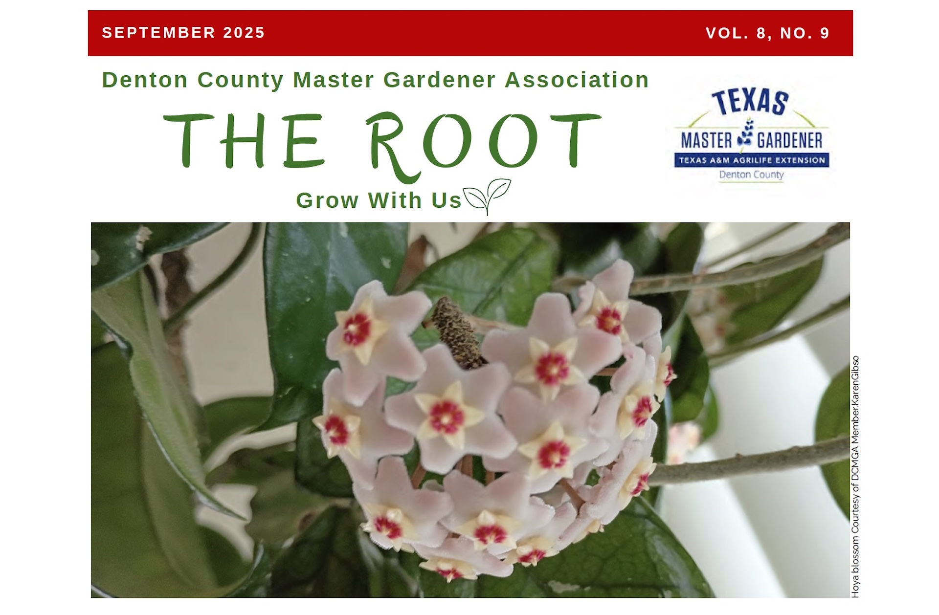 Hoya in bloom. Cover photo courtesy of DCMGA Member Karen Gibson