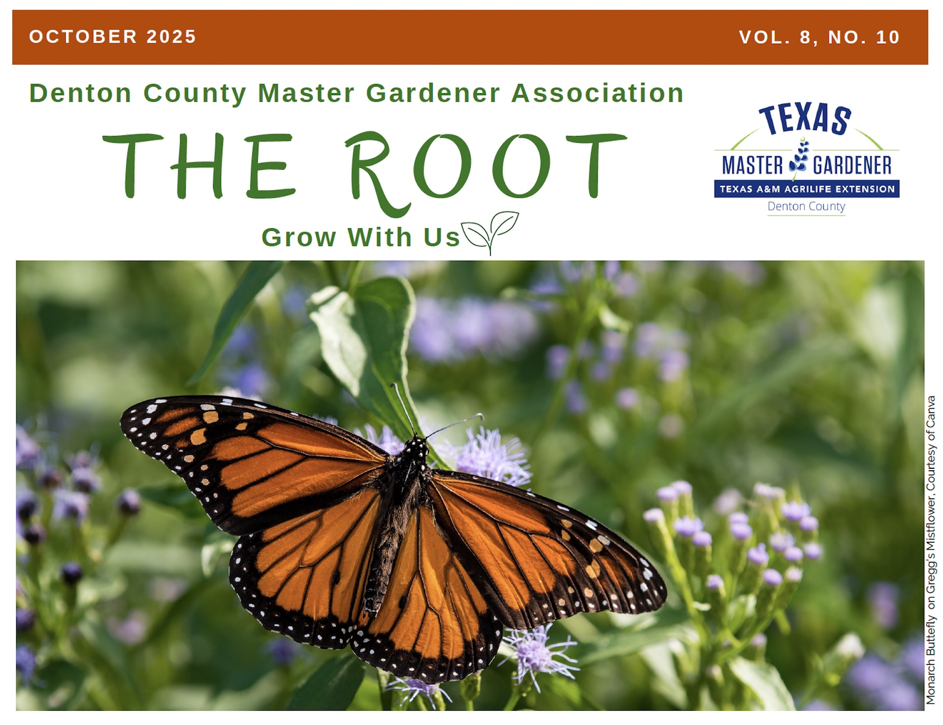 Monarch butterfly on Gregg’s Mistflower. Cover photo courtesy of Canva.