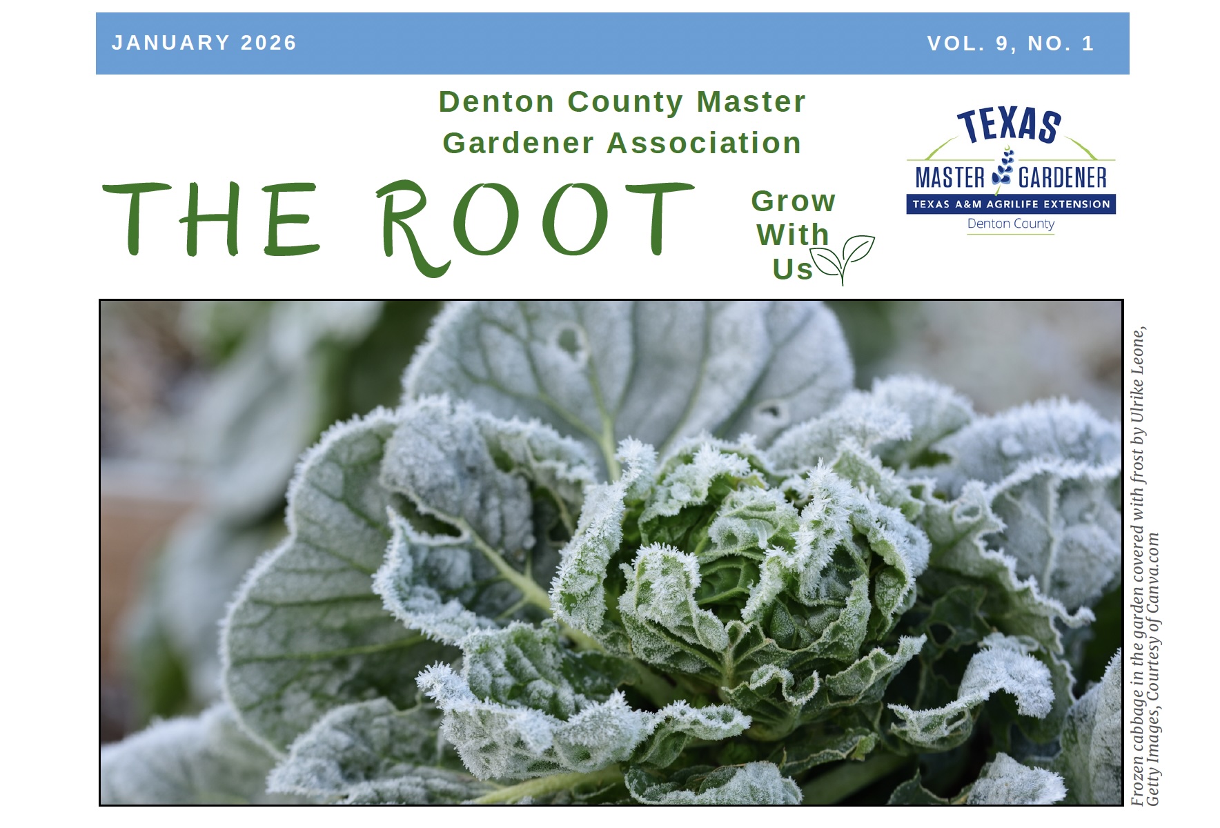 Frozen cabbage in the garden covered with frost by Ulrike Leone, Getty Images, Courtesy of Canva.com