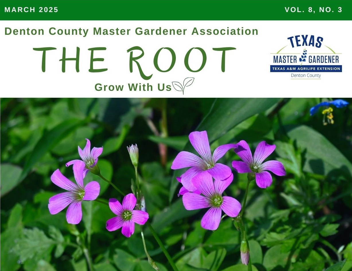 Pink oxalis blooms with green plant background