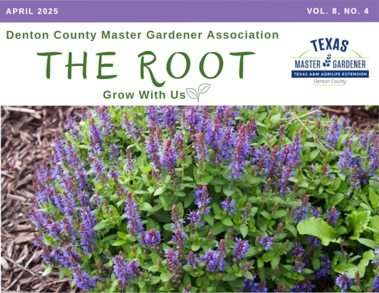 Pink oxalis blooms with green plant background