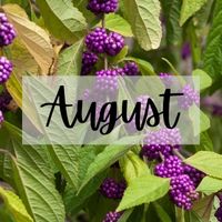 Monthly Tips August