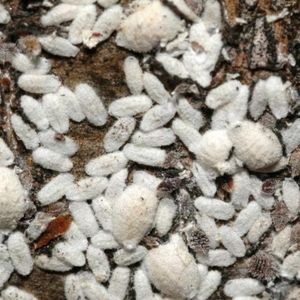 Close up photo of crape myrtle bark scale.