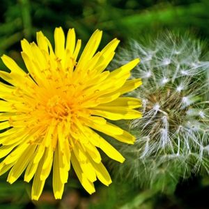 Close up photo of a dandelion flower and seed head.