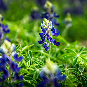 A bluebonnet blooming in a Texas field. Using plants that are native and/or adapted to the local environment creates more sustainable gardens.