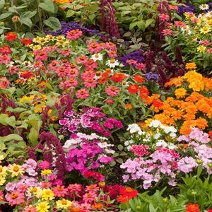 Photo of a colorful flower bed.