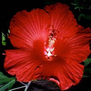 Close up photo of a red Lord Baltimore hibiscus flower.