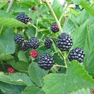 Photo of Natchez blackberry fruit.