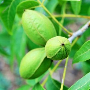 Photo of immature pecan nuts on the tree.