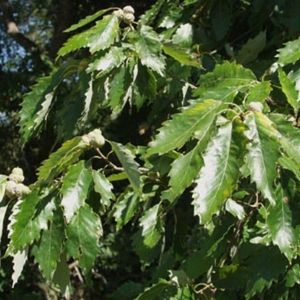 Photo of Chinkapin oak leaves.