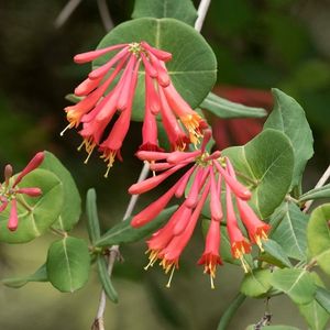 Close up photo of coral honeysuckle flowers.