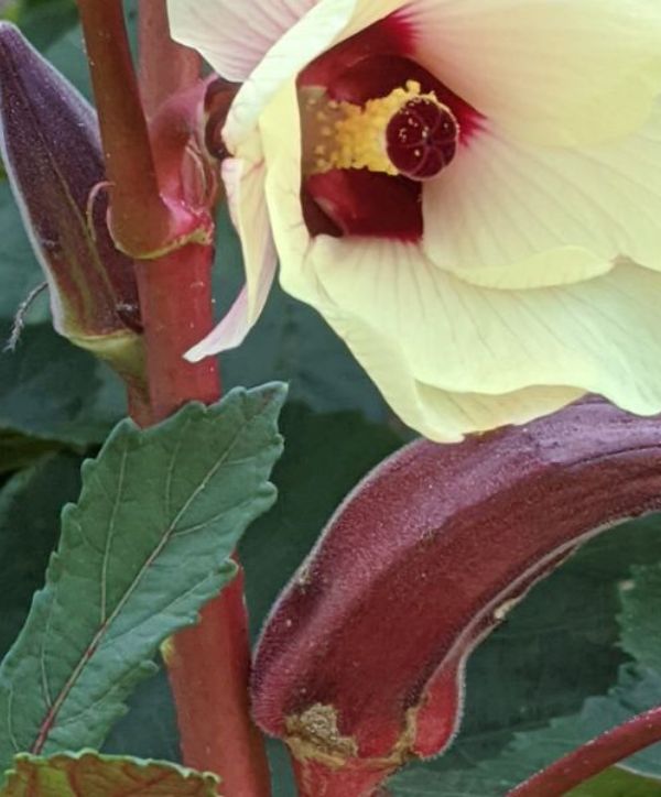Okra and flower Photo of an okra and flower on a plant.