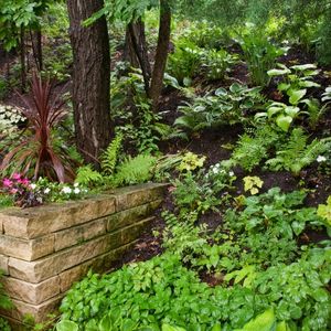 Photo of a shade garden.