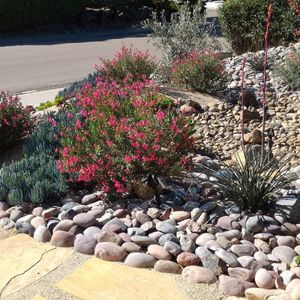Photo of xeriscape landscape.