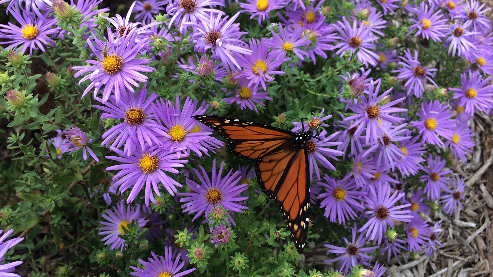 Monarch butterfly on fall aster.