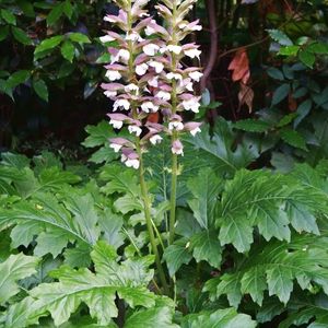 Photo of Bears Breeches plant.