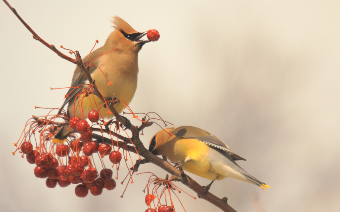 Backyard Habitats: Turn Your Yard into a Wildlife Wonderland!