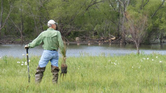 Researcher holding a plant with long roots by a marsh