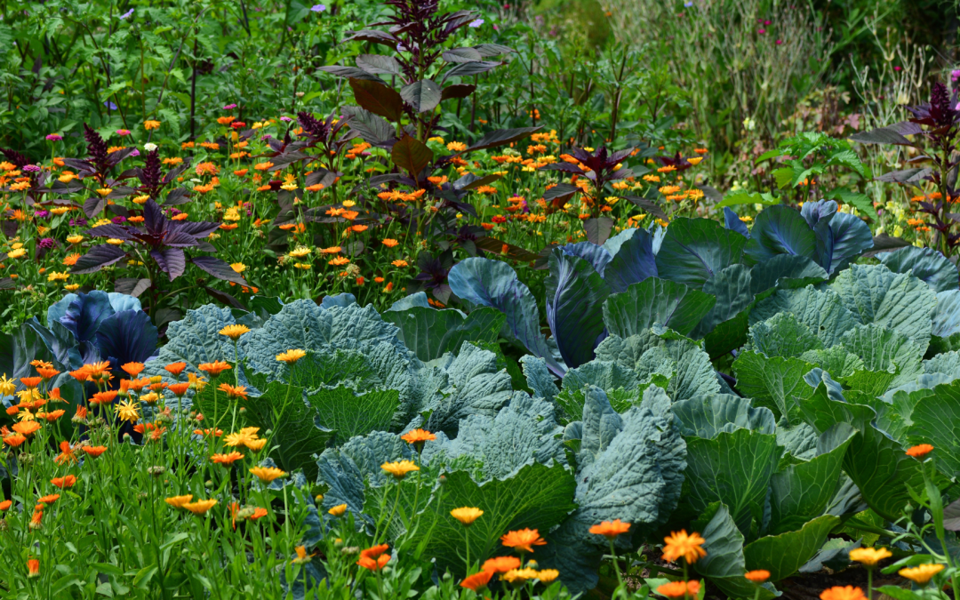 Companion Planting
