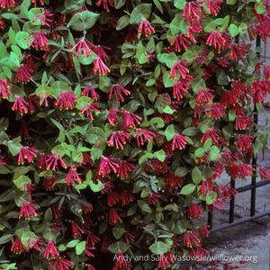 Photo of coral honeysuckle plant.