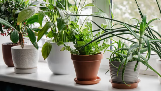 Row of potted plants in windowsill.