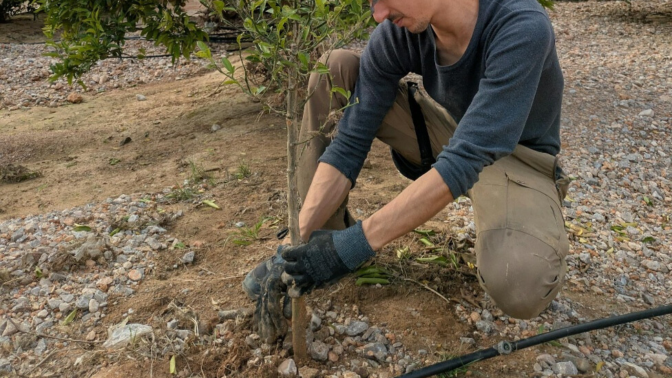 Image of a gardener planting a tree.