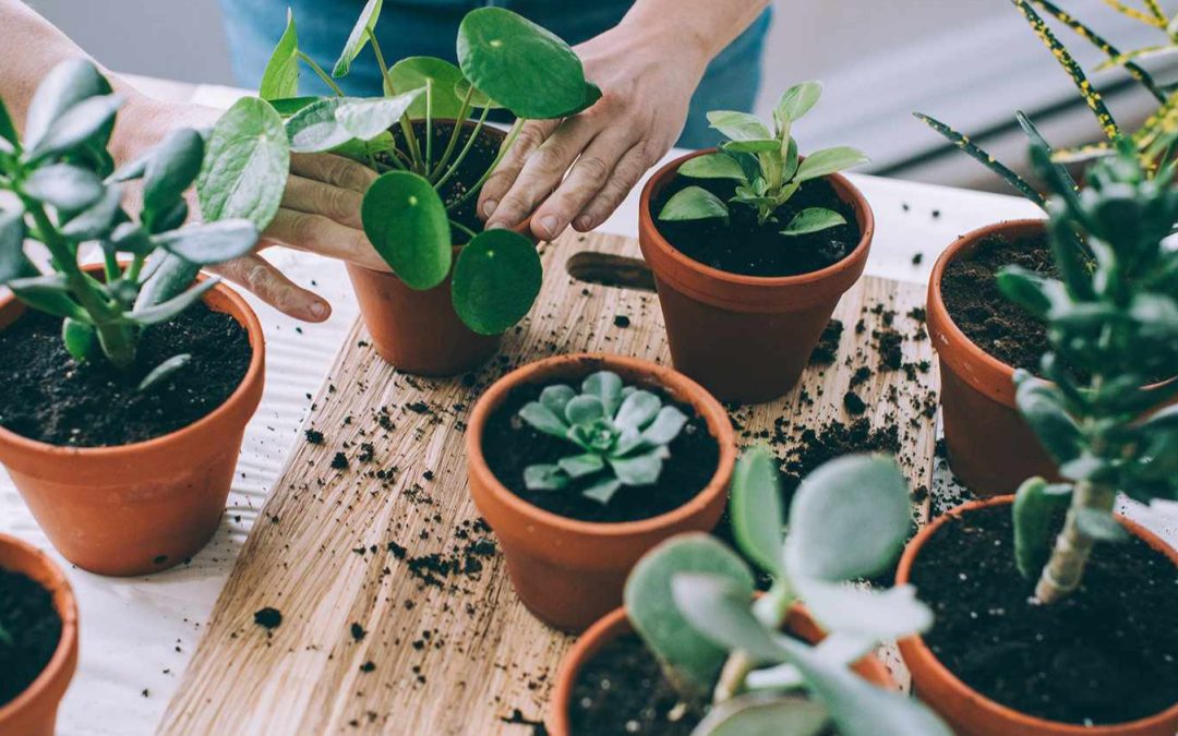 Indoor Gardening