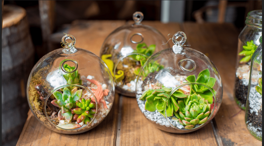 Photo of three terrariums containing succulents