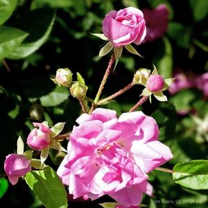 Photo of Peggy Martin rose plant.