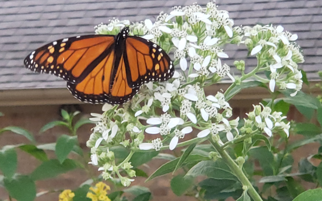 Roots and Blooms Garden Series: Beneficial Insects: Encouraging Nature’s Pest Control