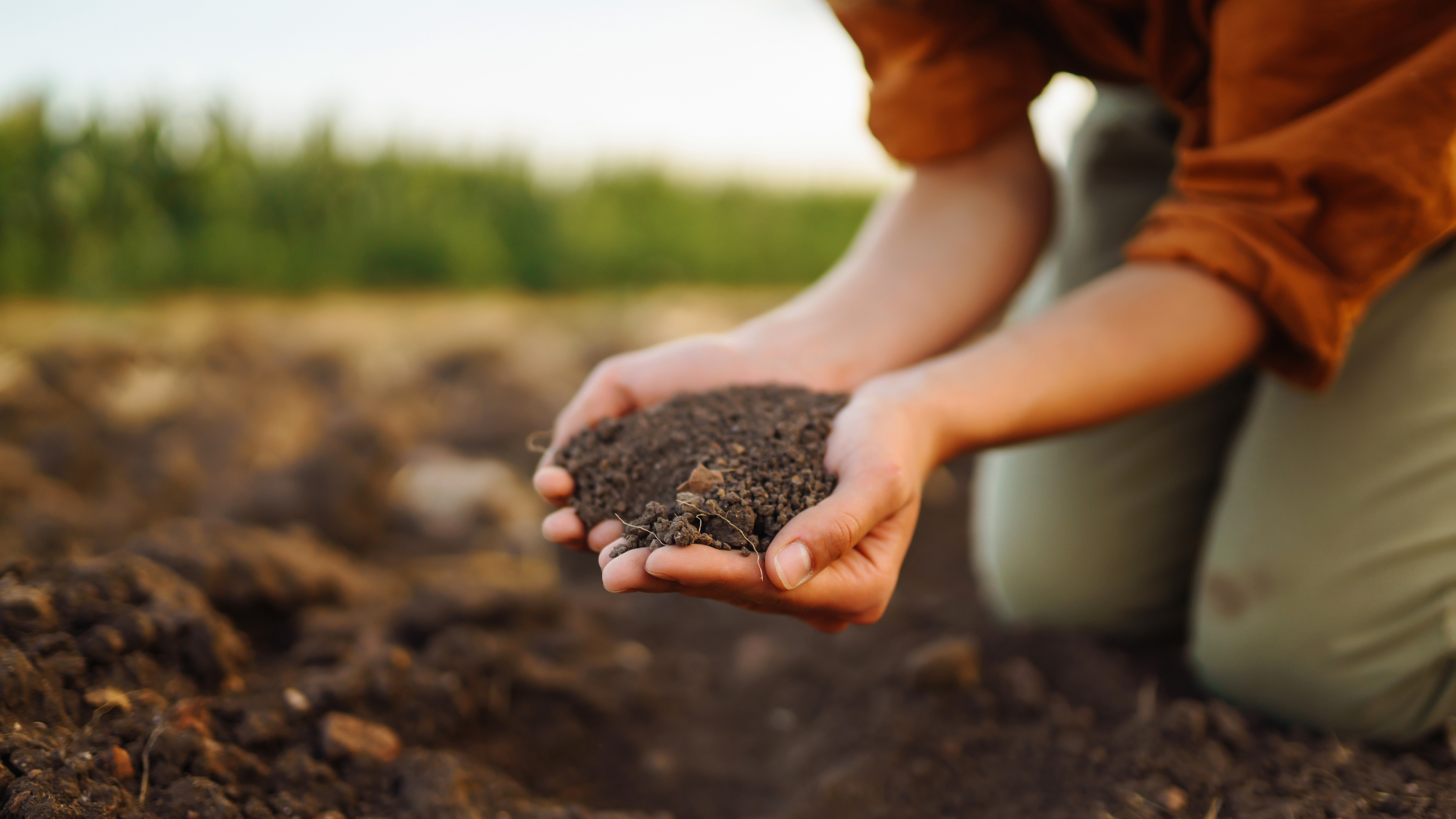 Two hand holding a double handful of rich soil.