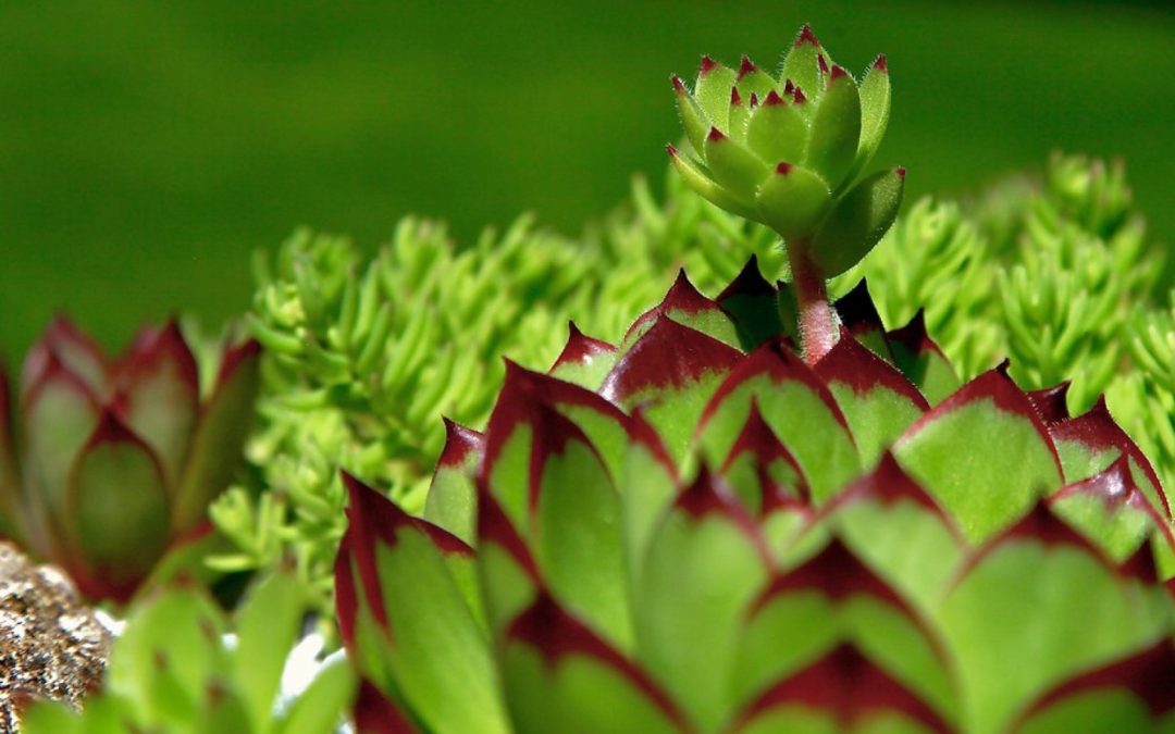 Succulent Team – White Elephant Plant Swap & Monthly Meeting