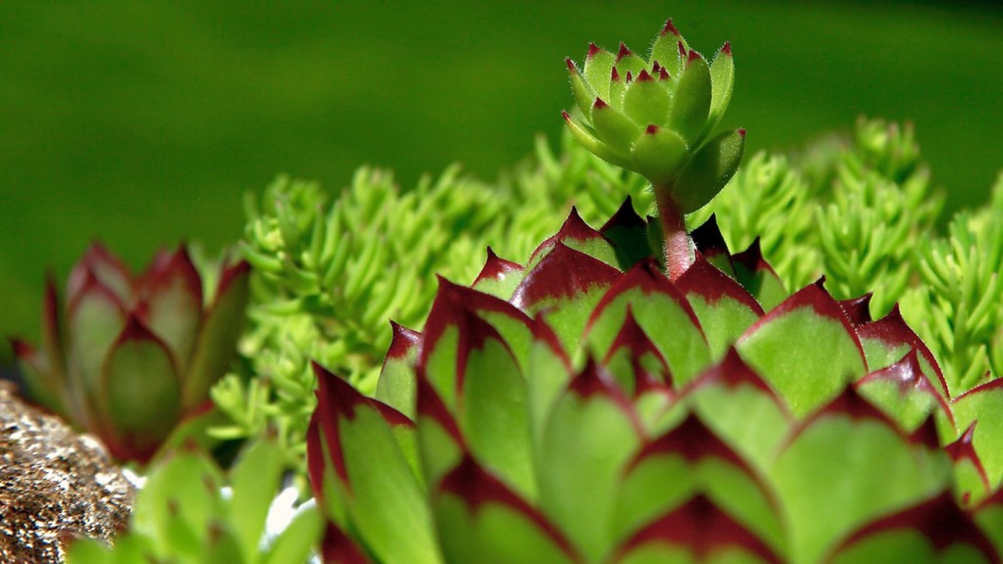 Close up image of red-tipped succulent.